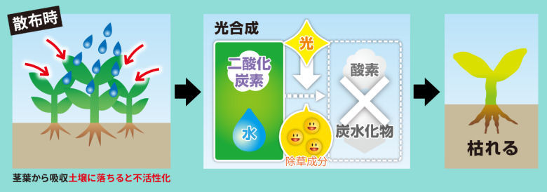 ネコソギクイックプロF　早く効く理由